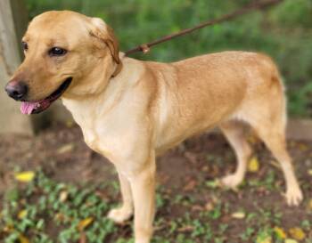 Rescue Yellow Labrador Retriever Dogs for Adoption in Killingworth, Connecticut - Hermine | PetCurious