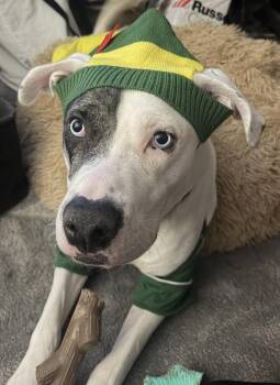 Pit Bull Terrier and Labrador Retriever Dogs Available for Adoption - Zero (Twix Kit Kat