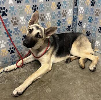 German Shepherd Dog Dogs Available for Adoption in Rosenberg, Texas - NATALIA | PetCurious