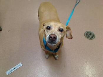 DARCY -  Chihuahua and Basenji Dog for Adoption in Cookeville, Tennessee - DARCY | PetCurious