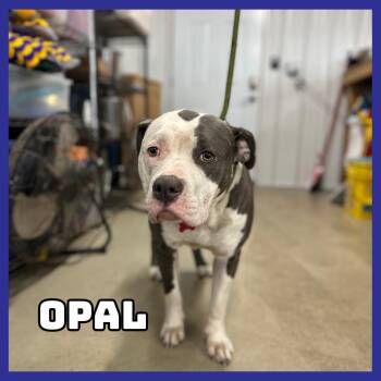 Pit Bull Terrier Dogs Available for Adoption in Glenwood, Minnesota - Opal | PetCurious