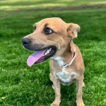 Rescue Shepherd and Carolina Dog Dogs for Adoption in Lucas, Texas - Sasha | PetCurious