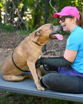 Mixed Breed Dogs Available for Adoption in Chamblee, Georgia - Scarlett | PetCurious