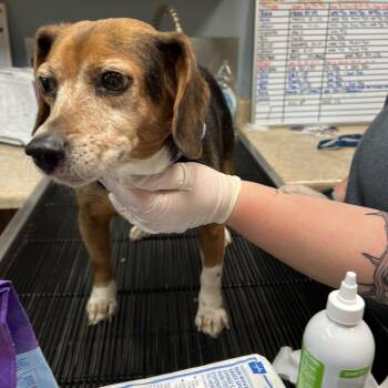 Beagle Dogs Available for Adoption - Miss Stick | PetCurious