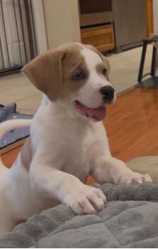 Pockets -  Great Pyrenees Dog Available for Adoption in Leander, Texas - Pockets | PetCurious