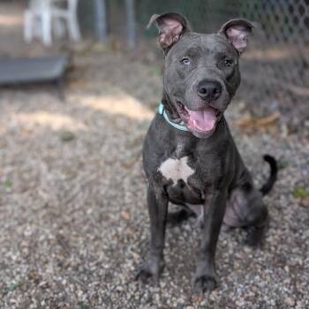Scotty -  Mixed Breed Dog for Adoption in West Olive, Michigan - Scotty | PetCurious
