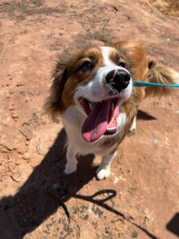 Fenix -  Collie Dog for Adoption in Roosevelt, Utah - Fenix | PetCurious