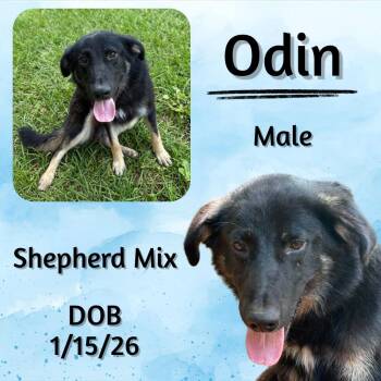Odin -  German Shepherd Dog Dog for Adoption in Caldwell, Texas - Odin | PetCurious