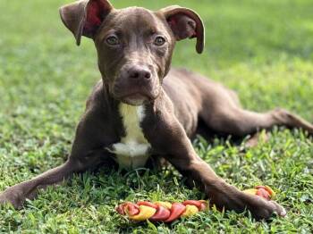 Schnitzel -  Labrador Retriever and Pit Bull Terrier Dog for Adoption in Chattanooga, Tennessee - Schnitzel | PetCurious