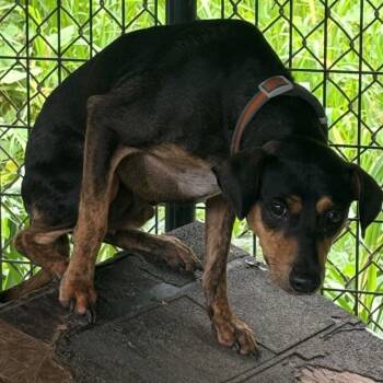 Big Man -  Miniature Pinscher Dog for Adoption in Louisville, Illinois - Big Man | PetCurious