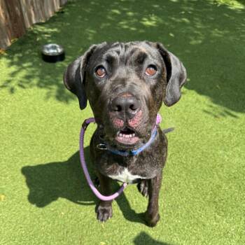 Sondra -  Cane Corso and Pit Bull Terrier Dog for Adoption in Chicago, Illinois - Sondra | PetCurious