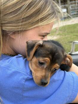 Chihuahua and Dachshund Dogs Available for Adoption - Bowie | PetCurious