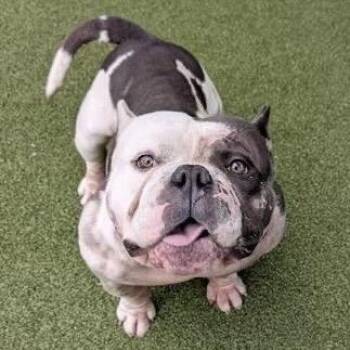 American Bulldog and American Staffordshire Terrier Dogs Available for Adoption in San Mateo, California - Little Dude | PetCurious