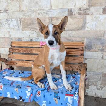 Hugo -  Belgian Shepherd Malinois and Shepherd Dog for Adoption in Chico, California - Hugo | PetCurious