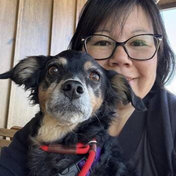 Rescue Spaniel Dogs for Adoption in Ramona, California - OB | PetCurious