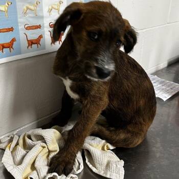 Poodle and Wirehaired Dachshund Dogs Available for Adoption in Birmingham, Alabama - Harpy | PetCurious