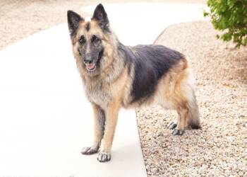 JENNA -  German Shepherd Dog Dog for Adoption in Scottsdale, Arizona - JENNA | PetCurious