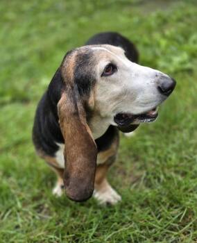 Rosey -  Basset Hound Dog for Adoption in Brookville, Ohio - Rosey | PetCurious