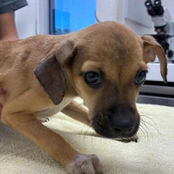 Mika -  Terrier and Mixed Breed Dog for Adoption in Corpus Christi, Texas - Mika | PetCurious