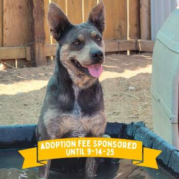 Rescue Mixed Breed Dogs for Adoption in Moab, Utah - Posey | PetCurious