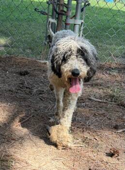 Zara -  Poodle Dog for Adoption in Little Rock, Arkansas - Zara | PetCurious