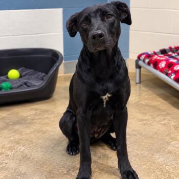 Lizzy -  Mixed Breed Dog for Adoption in Jefferson City, Tennessee - Lizzy | PetCurious