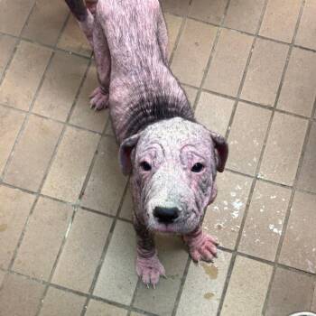 Hound Dogs Available for Adoption - Frankie | PetCurious