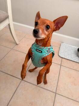 Cannoli -  Chihuahua Dog for Adoption in Alafaya, Florida - Cannoli | PetCurious