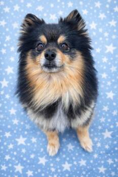 Pomeranian Dogs Available for Adoption in Clovis, California - Chewie | PetCurious