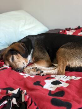 Shye (Angel) -  Beagle Dog for Adoption in Wheaton, Illinois - Shye (Angel) | PetCurious