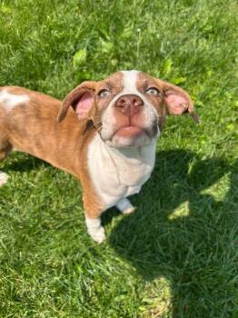 Rescue Mixed Breed Dogs for Adoption in East Peoria, Illinois - Graham | PetCurious