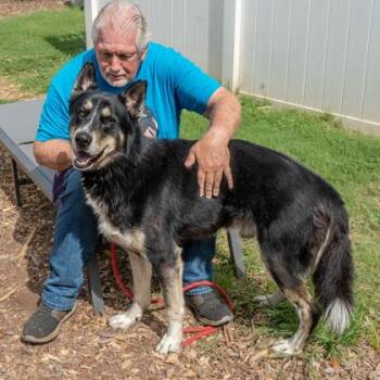 Scotty -  Mixed Breed Dog for Adoption in Chamblee, Georgia - Scotty | PetCurious