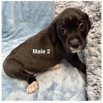 Mixed Breed Dogs Available for Adoption - Clubs | PetCurious