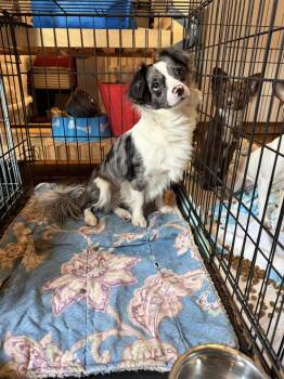 Australian Shepherd and Chihuahua Dogs Available for Adoption - Jackson | PetCurious