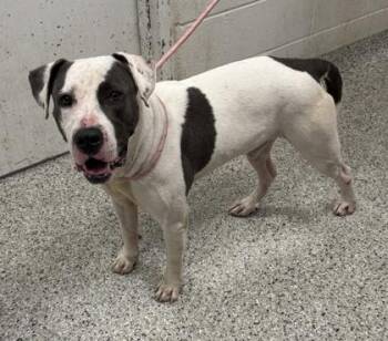 Alex -  Pit Bull Terrier and Mixed Breed Dog for Adoption in Kansas City, Missouri - Alex | PetCurious