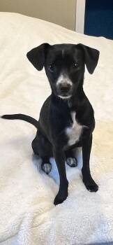 Mixed Breed and Greyhound Dogs Available for Adoption - Riley! Sweet And Friendly!  | PetCurious