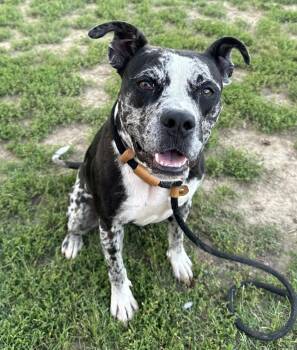 Oreo Blizzard -  Catahoula Leopard Dog and Australian Cattle Dog Blue Heeler Dog for Adoption in Evansville, Indiana - Oreo Blizzard | PetCurious