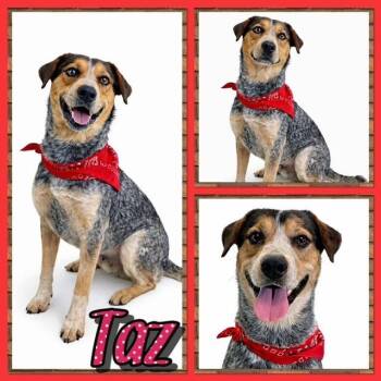Australian Cattle Dog Blue Heeler and Bluetick Coonhound Dogs Available for Adoption in Watauga, Texas - Taz | PetCurious