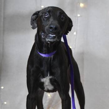 Ranger -  German Shorthaired Pointer Dog for Adoption in Defuniak Springs, Florida - Ranger | PetCurious