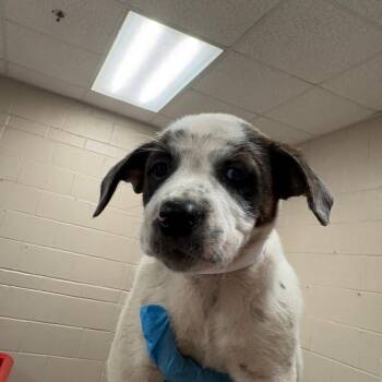 Hooch -  Shepherd and Mixed Breed Dog for Adoption in Birmingham, Alabama - Hooch | PetCurious