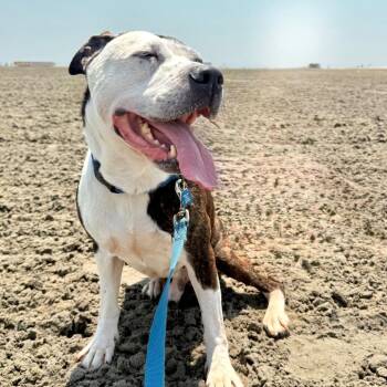 Gerald -  Terrier and Mixed Breed Dog for Adoption in Silver Spring, Maryland - Gerald | PetCurious