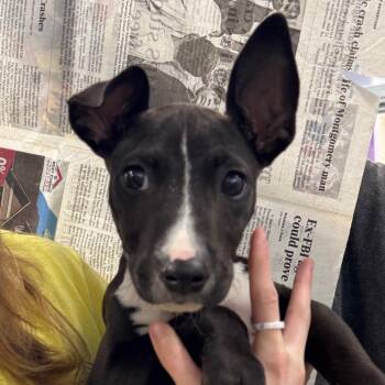 Pit Bull Terrier Dogs Available for Adoption in Montgomery, Alabama - Max | PetCurious