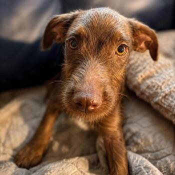 Monday -  Poodle and Cane Corso Dog for Adoption in Tampa, Florida - Monday | PetCurious