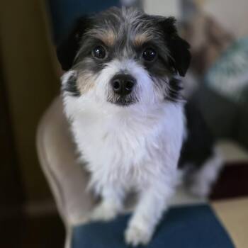Jack Russell Terrier Dogs Available for Adoption in Clovis, California - Skurrufie | PetCurious