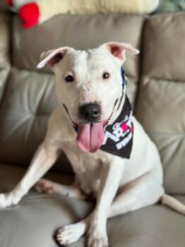 Rescue Bull Terrier Dogs for Adoption in Phoenix, Arizona - COURTESY POST* ANNIE *COURTESY POST | PetCurious