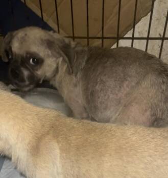 Pug Dogs Available for Adoption in Gainesville, Virginia - Georgia (Coming The 11th) | PetCurious