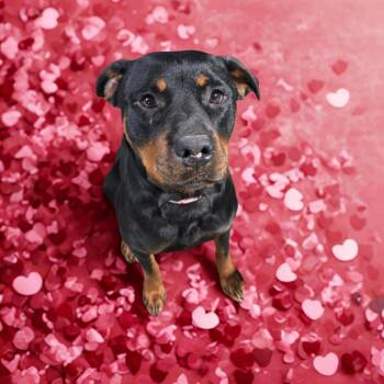 Rottweiler Dogs Available for Adoption - Lacey | PetCurious