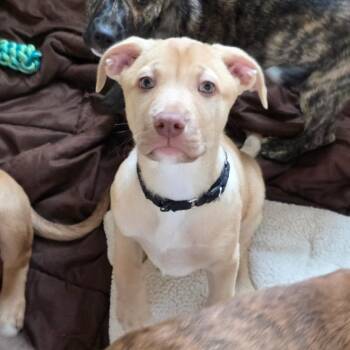 Pit Bull Terrier and Staffordshire Bull Terrier Dogs Available for Adoption in Columbia, Illinois - Mae | PetCurious