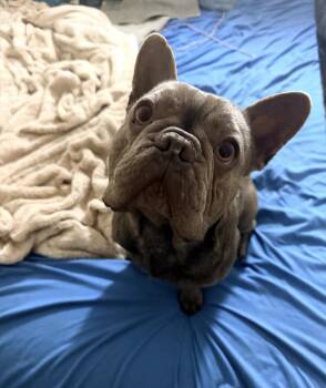 French Bulldog Dogs Available for Adoption - Romeo | PetCurious