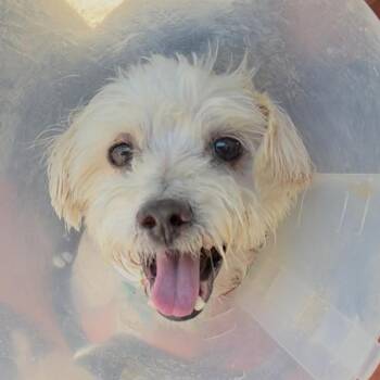 Maltese Dogs Available for Adoption - Sensei A2259014 | PetCurious